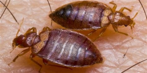 bed bugs affect politics